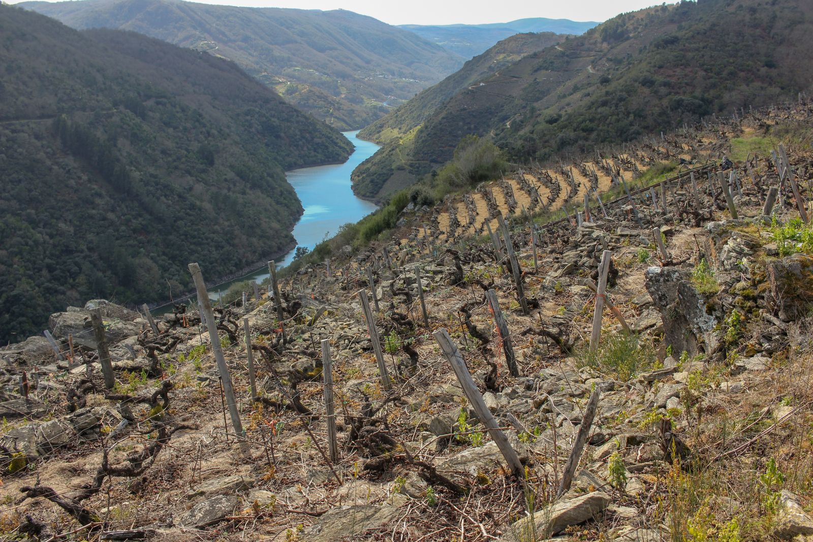 10-names-to-know-in-galician-wine